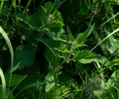 great stinging nettle thumbnail 2