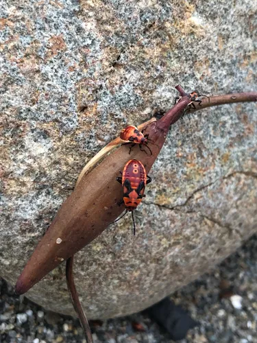 Indian Milkweed Bug