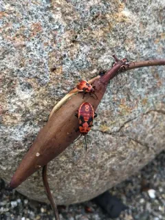 Indian Milkweed Bug thumbnail 1
