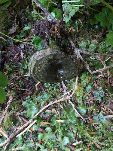 Toadskin Milkcap