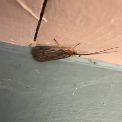 Dicosmoecus gilvipes thumbnail 2