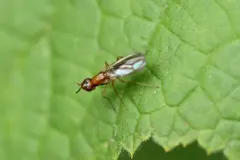 Psila angustata thumbnail 2