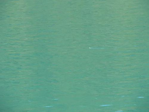 Kittlitz's Murrelet