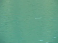 Kittlitz's Murrelet thumbnail 1