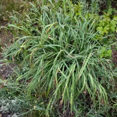 mertens' sedge thumbnail 2