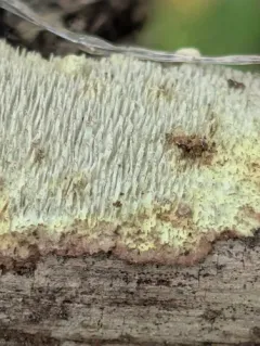 Dentocorticium portoricense thumbnail 2