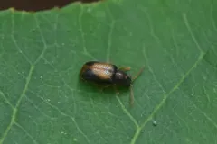 Zeugophora varians thumbnail 1