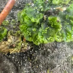 Common Kettlewort thumbnail 3