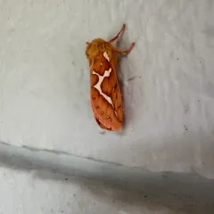 Mathew's Ghost Moth thumbnail 3