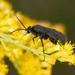 Paracyphononyx funereus thumbnail 2