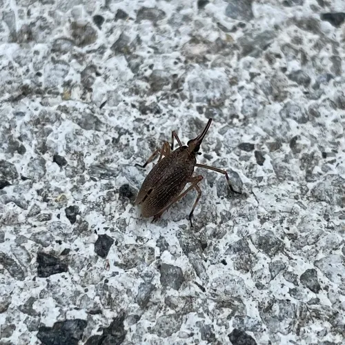 Partridge Planthopper