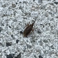 Partridge Planthopper thumbnail 1