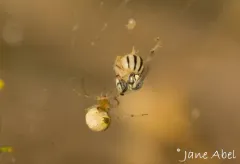Perdita oregonensis thumbnail 2