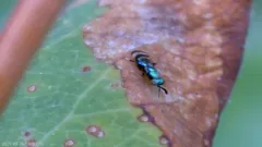 Closterocerus trifasciatus thumbnail 2