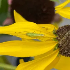 Forbes' Tree Cricket thumbnail 4