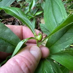 Dasineura folliculi thumbnail 2
