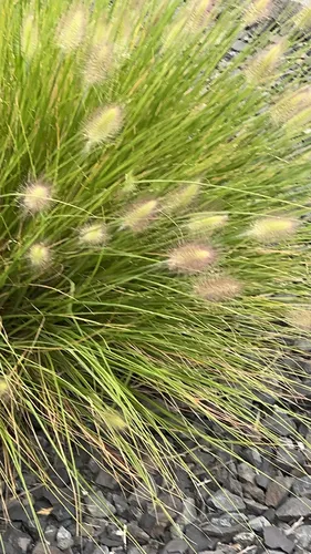 Fountain Grass