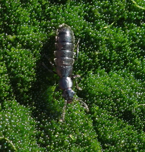 Micralymma marinum