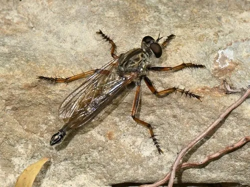 Yellow-legged Bladetail