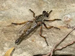 Yellow-legged Bladetail thumbnail 1