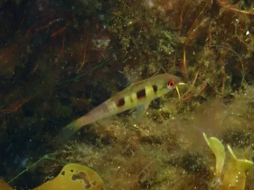 Spotted Goatfish
