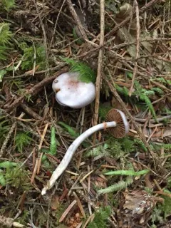 Cortinarius emunctus thumbnail 4
