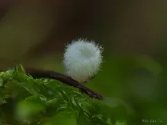 Leucoscypha leucotricha thumbnail 1