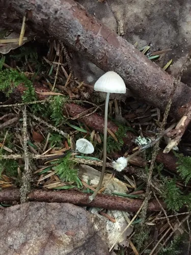 Mycena piceicola