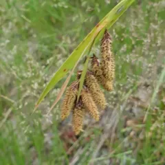 mertens' sedge thumbnail 4