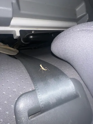 Mediterranean Mantis