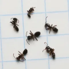 Liometopum luctuosum thumbnail 2