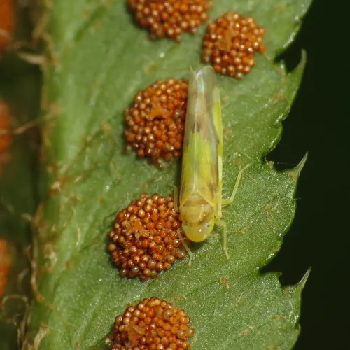 Eupteryx furcata