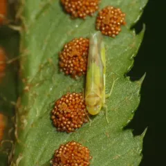 Eupteryx furcata thumbnail 1