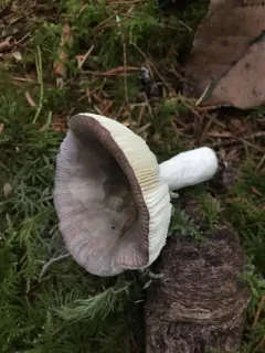 Russula hypofragilis thumbnail 1