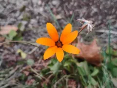 Cape marigold thumbnail 1