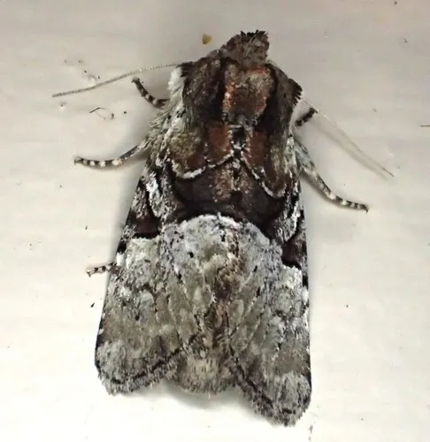 Multicolored Sedgeminer Moth