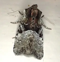 Multicolored Sedgeminer Moth thumbnail 1