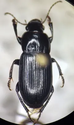 Cautious Harp Ground Beetle thumbnail 3