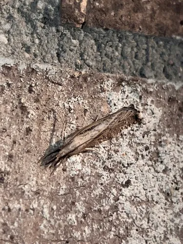 Couchgrass Webworm