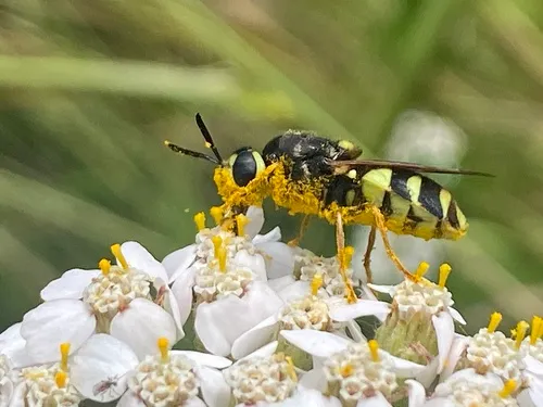 Stratiomys currani