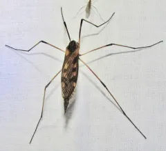 Eutonia alleni thumbnail 3