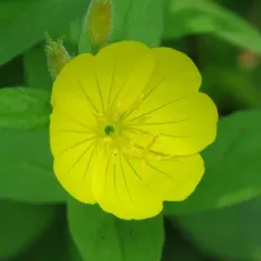 meadow evening primrose thumbnail 3