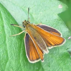Essex Skipper thumbnail 4
