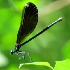 Ebony Jewelwing thumbnail 2