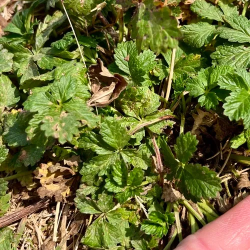 Intermediate Cinquefoil