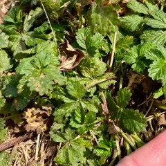 Intermediate Cinquefoil thumbnail 1