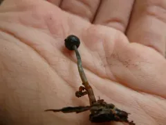 Psilocybe aztecorum thumbnail 4