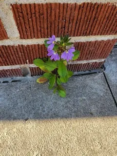 Fairy Fan-flower thumbnail 4