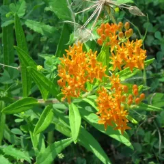 butterfly milkweed thumbnail 3