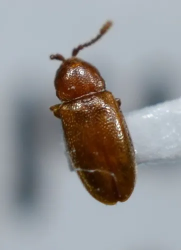 Atomaria stricticollis